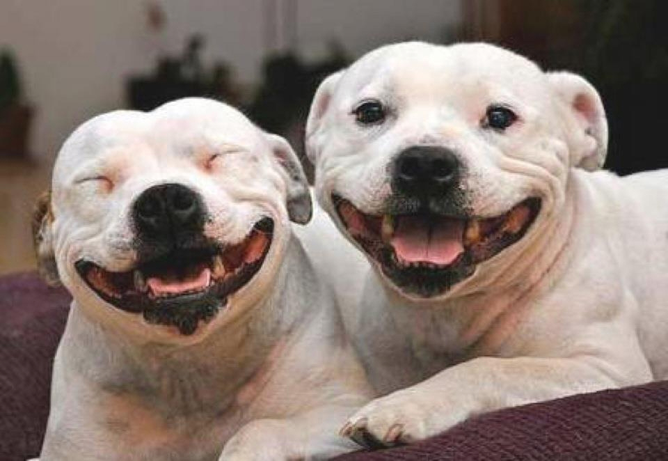 happy dogs.